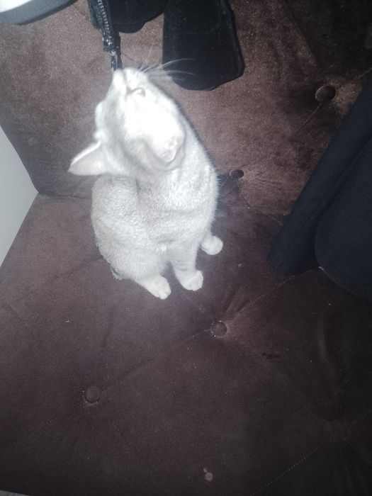 Кошка отдам в хорошие руки