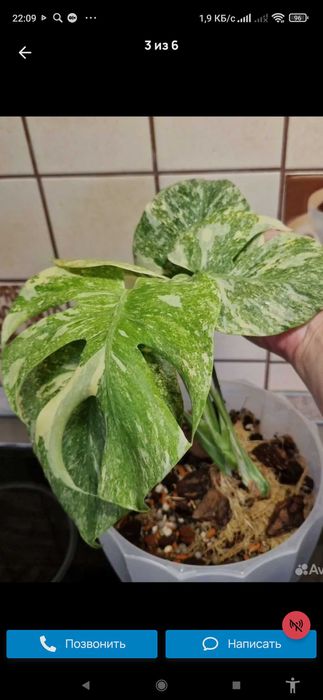 Монстера легаси ( макушка)