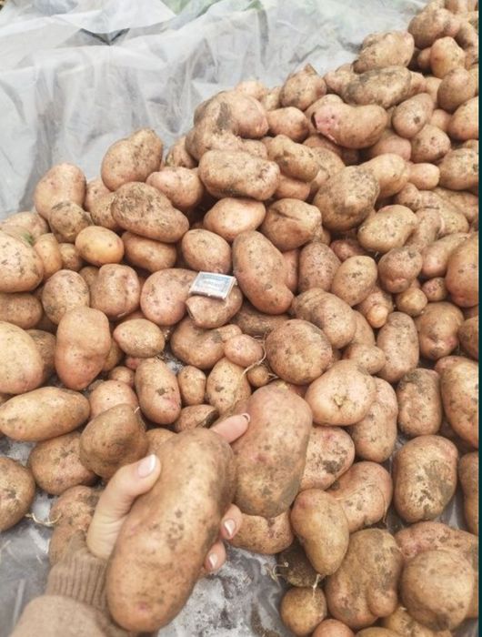 Продаю дачный картофель