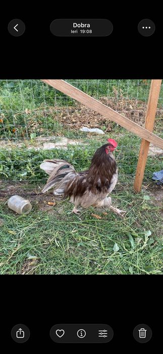 Cocoși / puicuțe de vânzare !