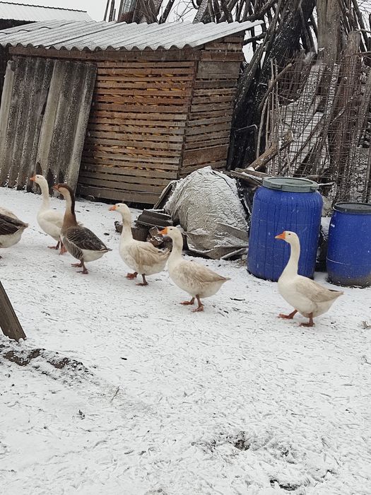 Gâște tinere  mai 2025 4+1