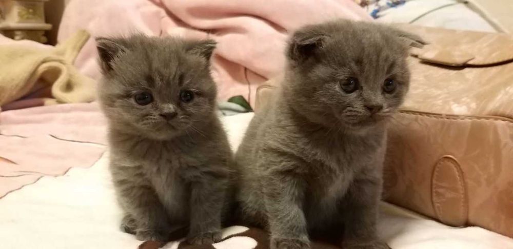 Skotish fold mushukchalar