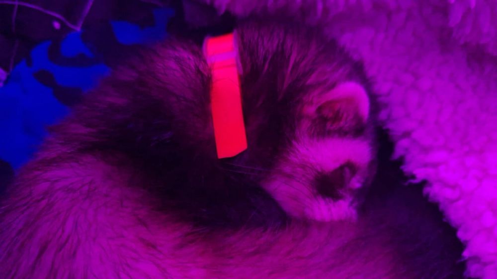 Продам хорька девочку