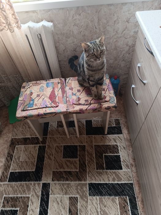 Кот британец кострированый
