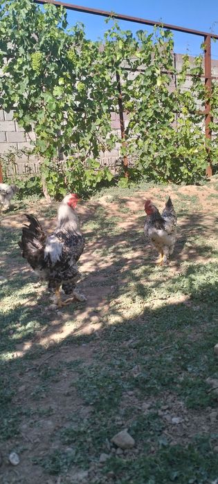 Сату қораз қолдың