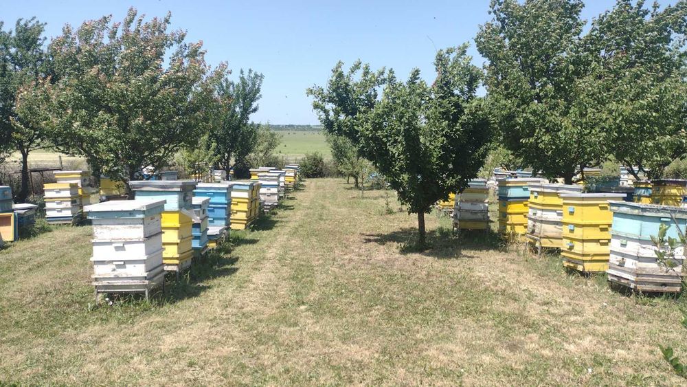 Продава се Парцел в с. Пленимир, Област Добрич - 1500 кв.м за 5 €/кв.м - Снимка #2