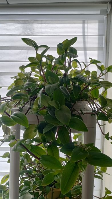 Комнатные цветы разные