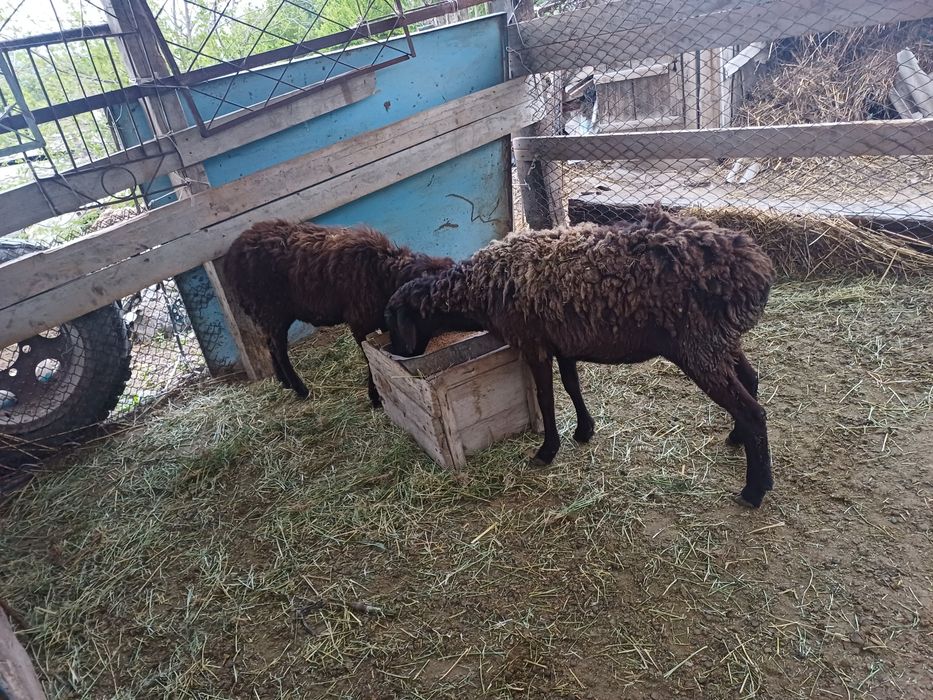 Саулық қойлар сатылады