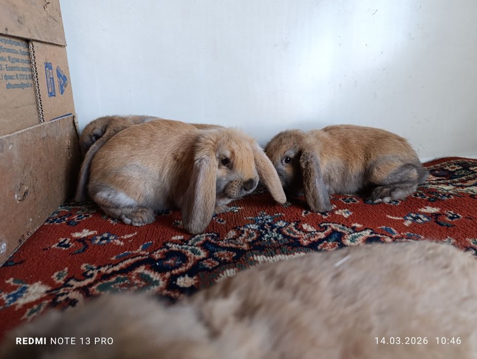 Продам кроликов французский баран