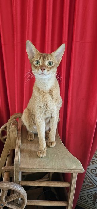 Котёнок 1,5 мес,мальчик. Мама абссинка