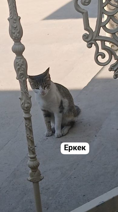 Тегін мысық беремін
