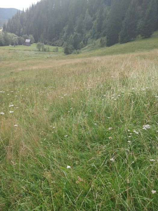 Teren 24134 mp Ciocanesti, Jud. Suceava