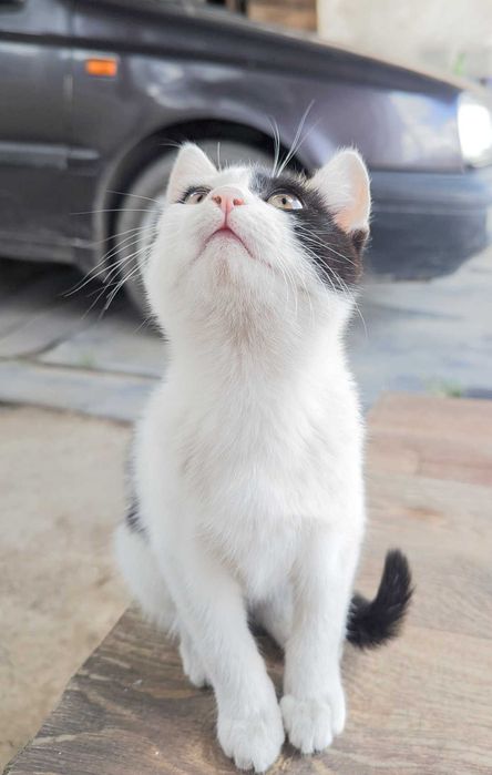 Отдам кошечку в добрые руки