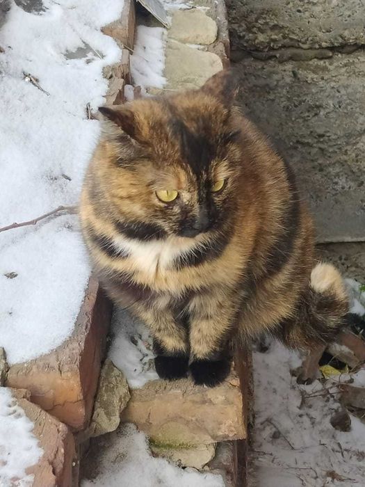 Кошечки в добрые руки