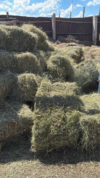Продам сено тюкованное