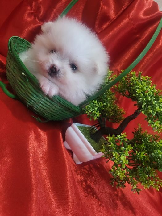 Очаровательные щенки шпица.