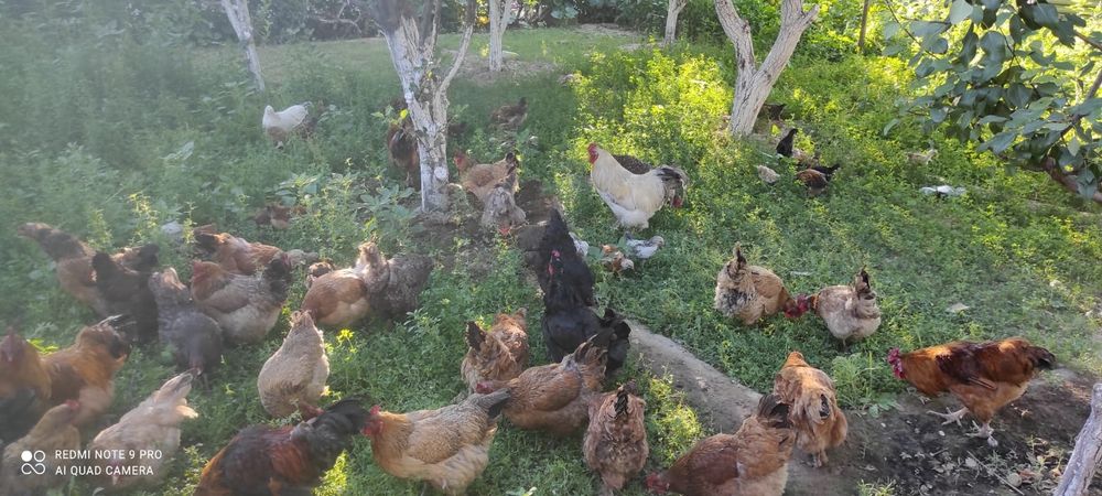 Шөжелер сатылады!