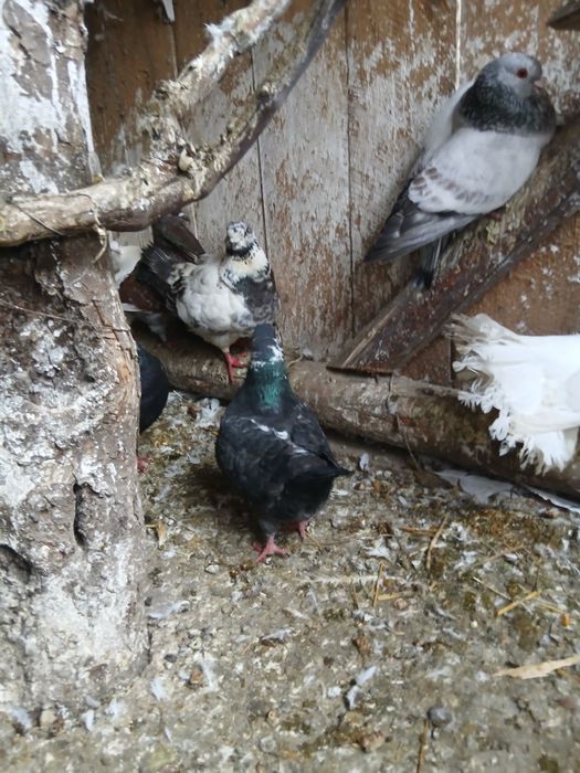 Desființez crescatorie de păsări