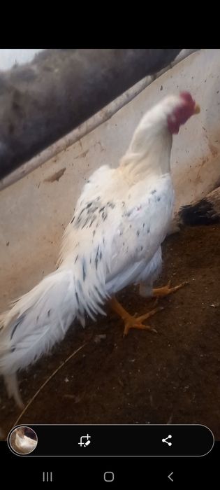 Shularni  tuxumlari  bor  garantiyalik