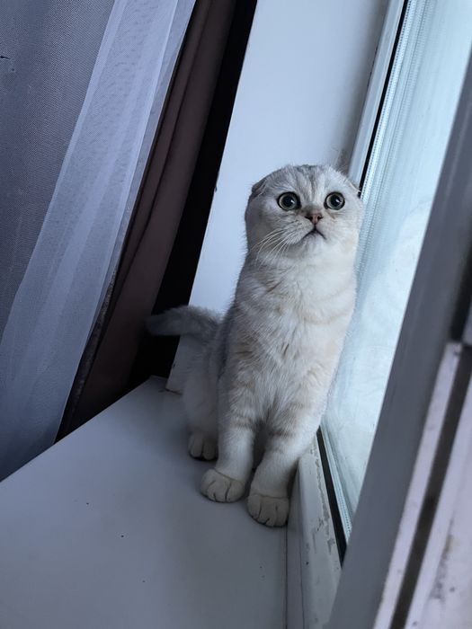 Вязка кот шиншилл