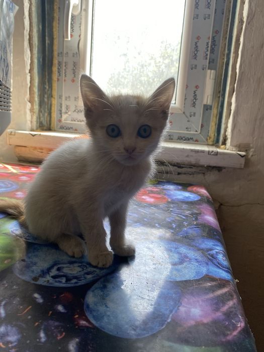 Котята ищут хозяина