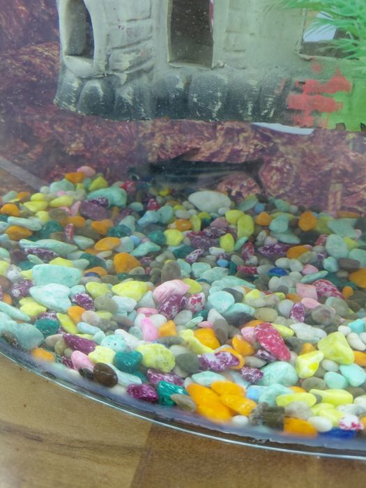 Akvarium komplekt 2ta  baliq dekoratsiya hamma narsasi bilan