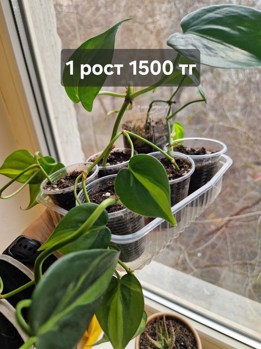 Цветок филодендрон Бразил