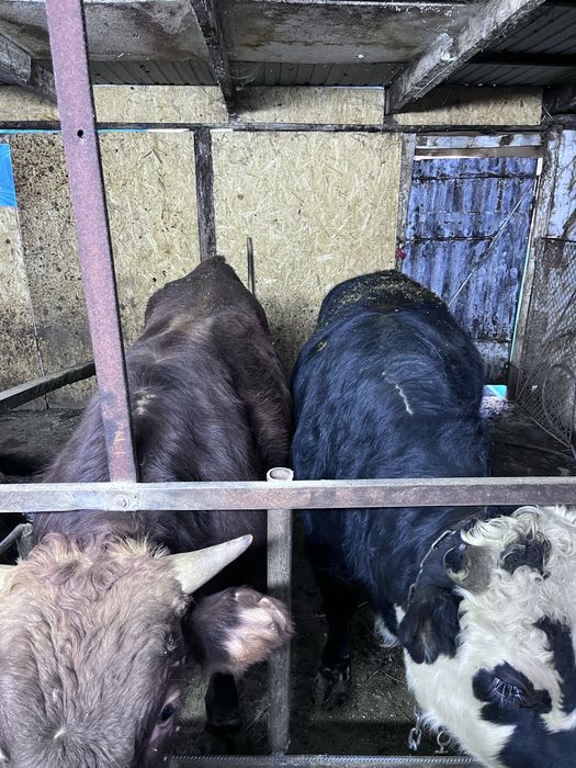 Продаются быки