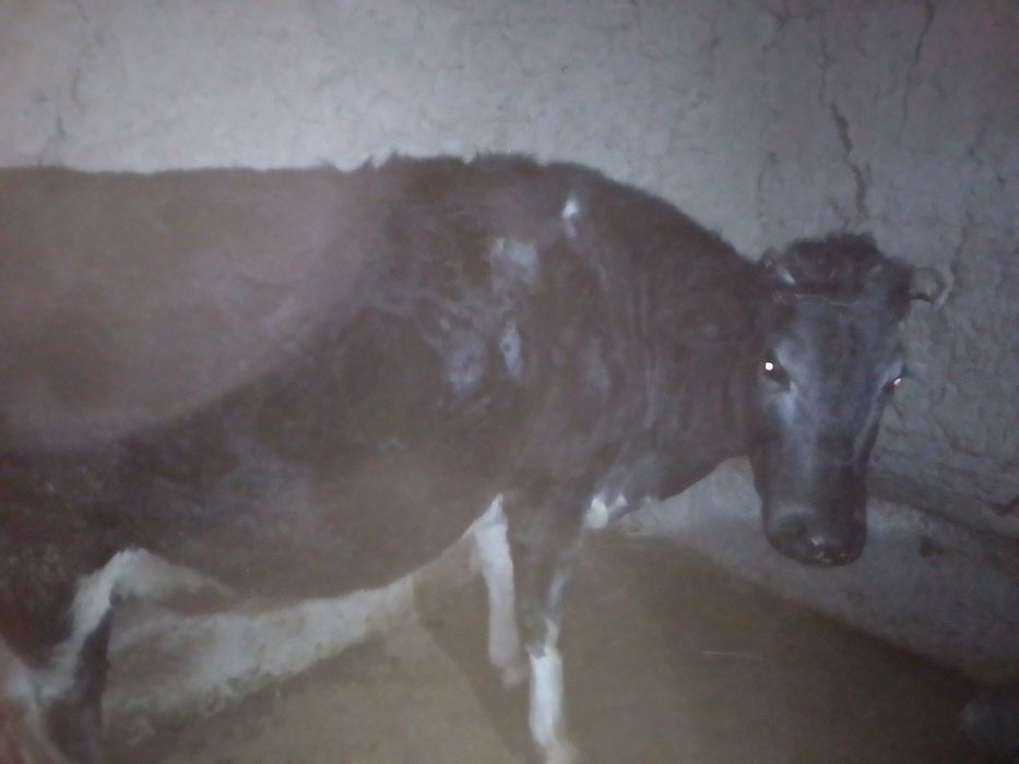 Bug'oz sigir sotiladi 4oylik rasiskiy sigir kami bor