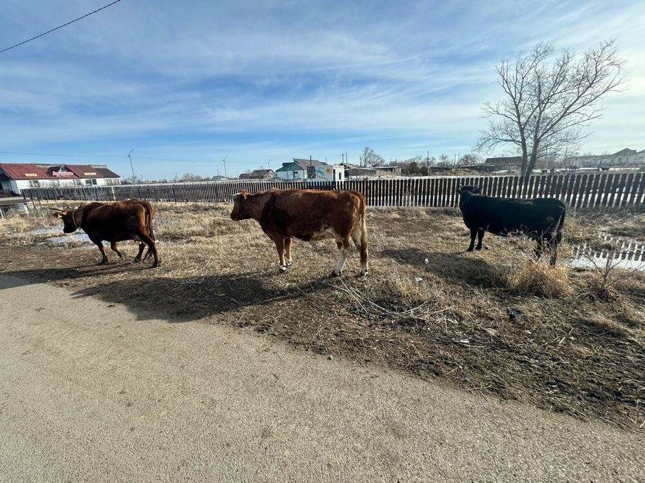 Коровы первотелка