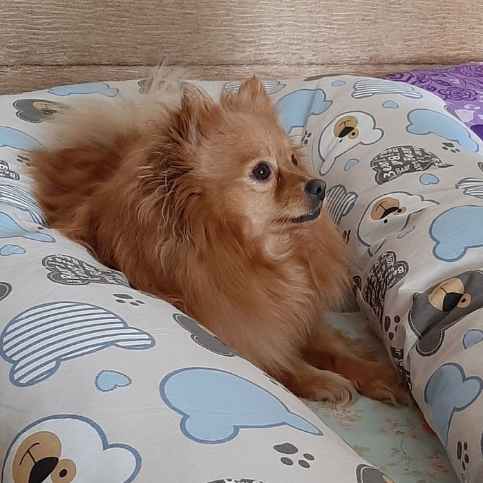 Отдам шпица девочку.