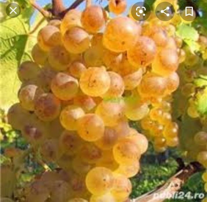 Struguri de vin toată soiurile