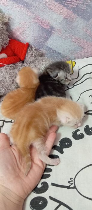 Шотландские котята