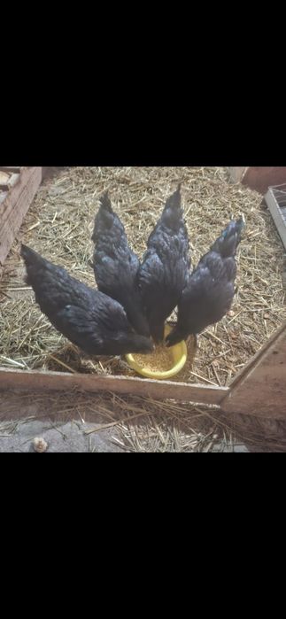 Ayam Cemani puicute