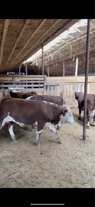 Племенной бука 2 категория