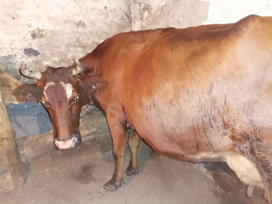 Прадаю каровы пакупайте не пажелеите