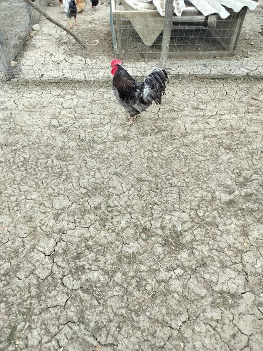 Pui de la pasarile din imagini