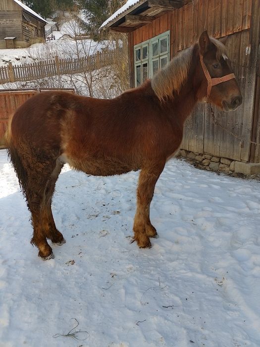 Mânz de vânzare de 7luni