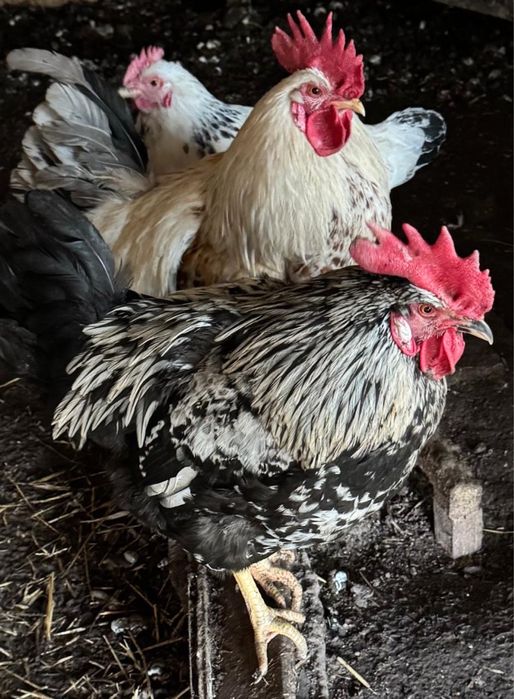 Продам домашних петухов