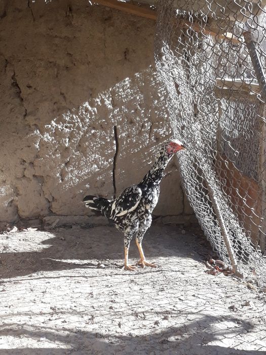 makyon sotiladi bilgan tushunadi oq qora