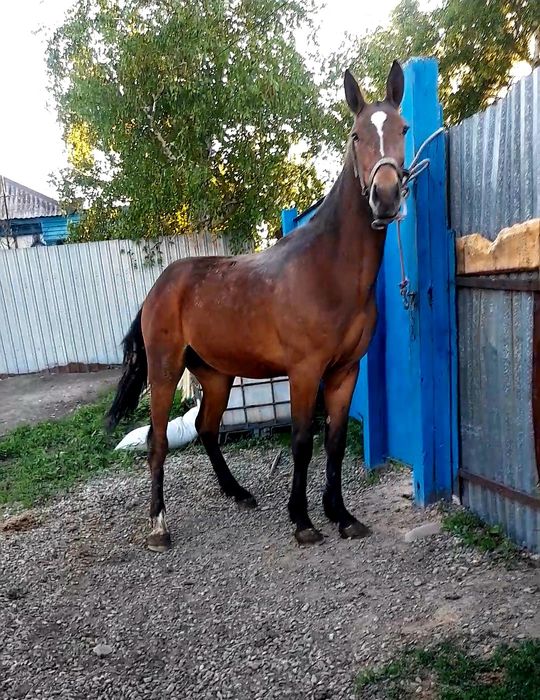 Продам американского рысака
