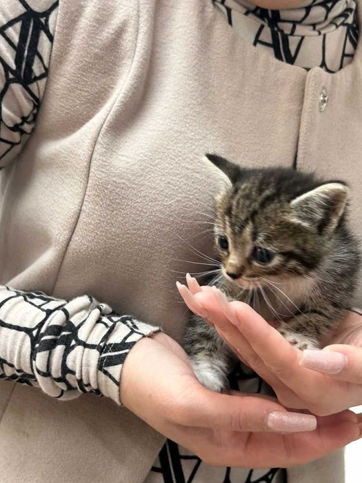 Отдадим котят в добрые руки