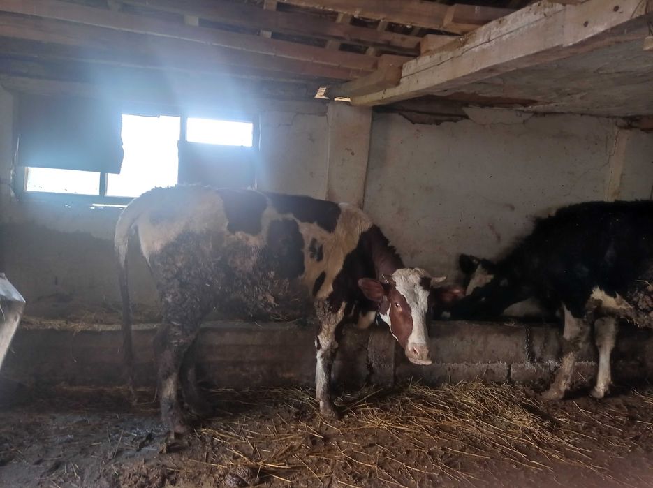 Продавам млади крави бременни