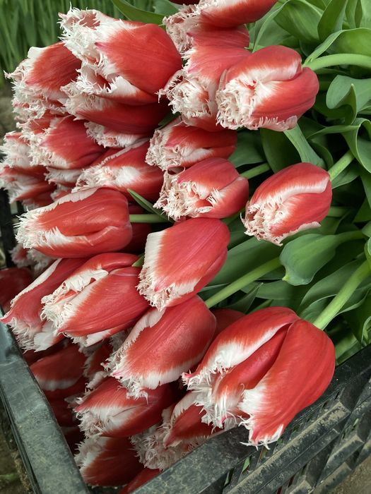 Тюльпаны сортовые