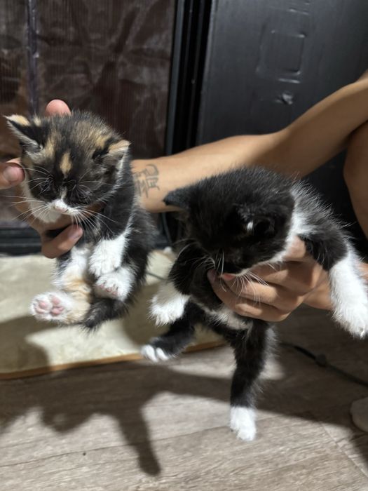 Котята разных пород