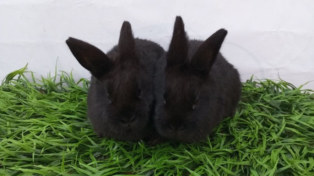 Quyon bolari sotiladi.