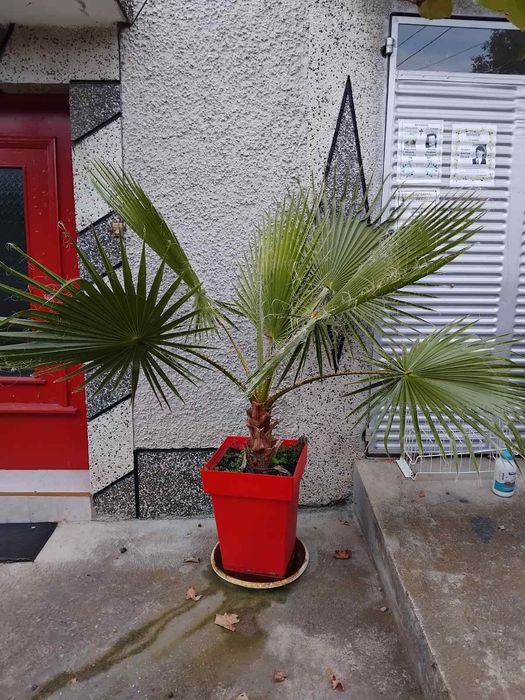 красив палмов храст