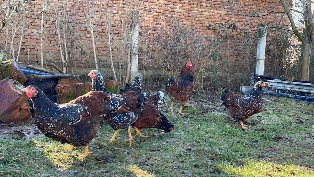 Oua Wyandotte Wiandotte Portelan precomenzi trimit in tara