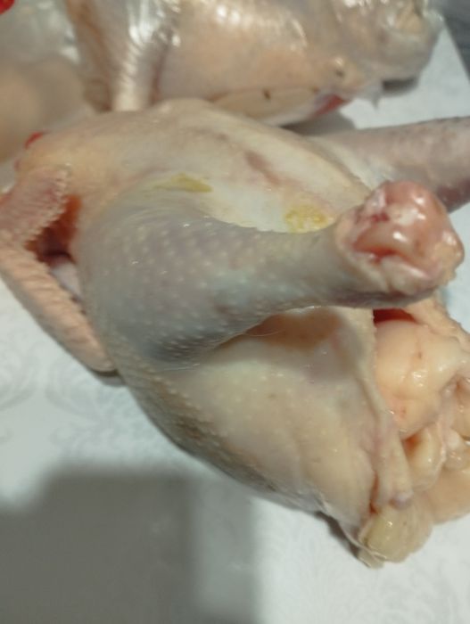 Куры домашние откормленные