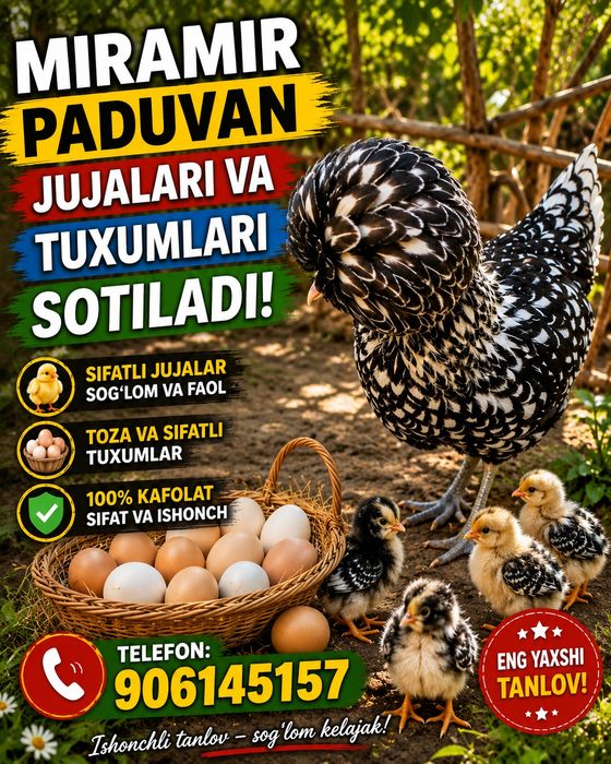 Dekarativniy Paduvan oq va seribris  jujalar va tuxumlari sotiladi